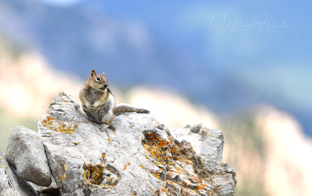 Golden mantled Ground Squirrel on Snowbird mountain, Utah Picture