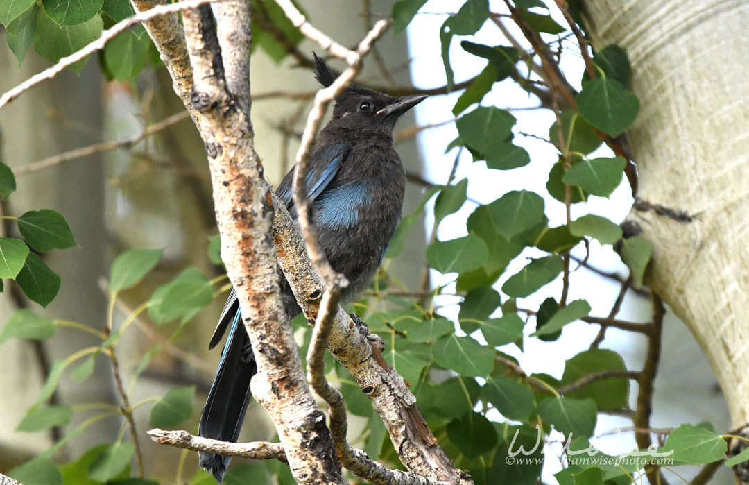 Stellers Jay, Park City, Utah USA Picture