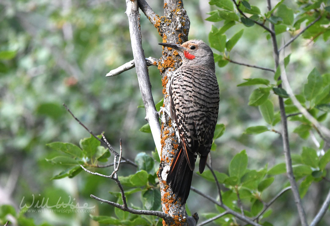 Northern Flicker woodpecker bird, Park City, Utah USA Picture