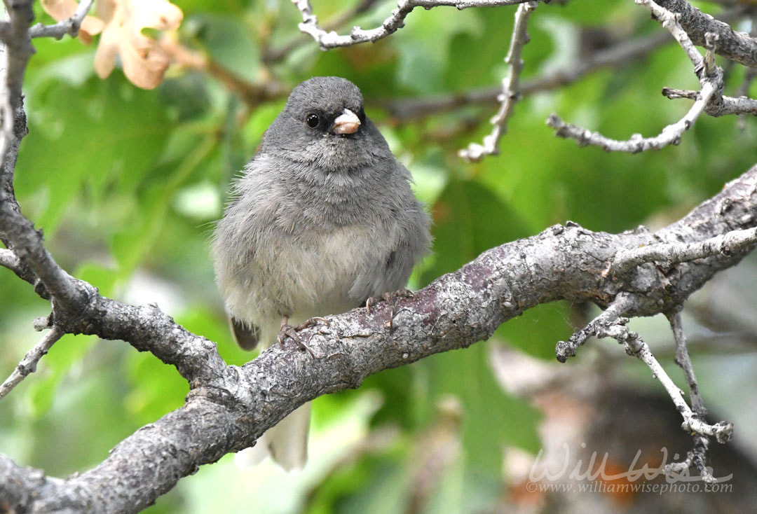 Dark eyed Junco bird, Park City, Utah USA Picture