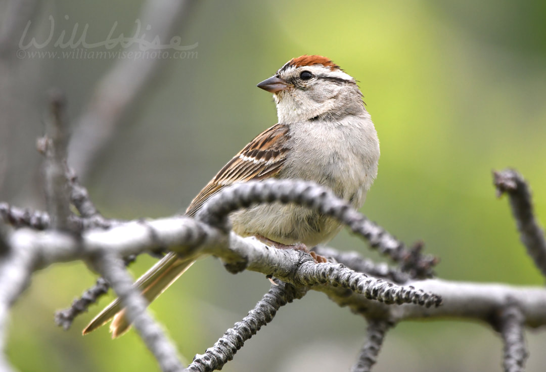 Chipping Sparrow bird perched, Park City, Utah USA birding Picture