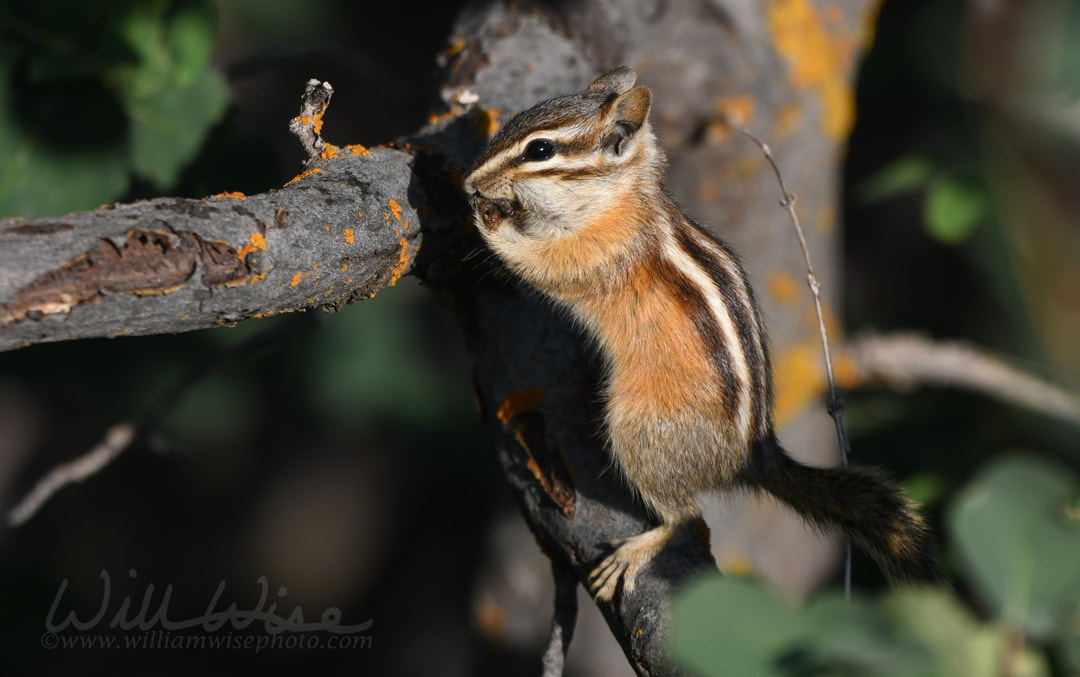 Western Chipmunk wildlife photography in Park City, Utah USA Picture