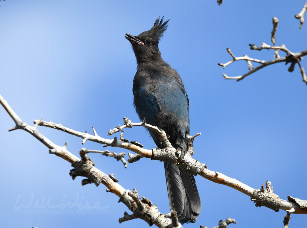 Steller`s Jay calling on a branch in Park City, Utah USA Picture