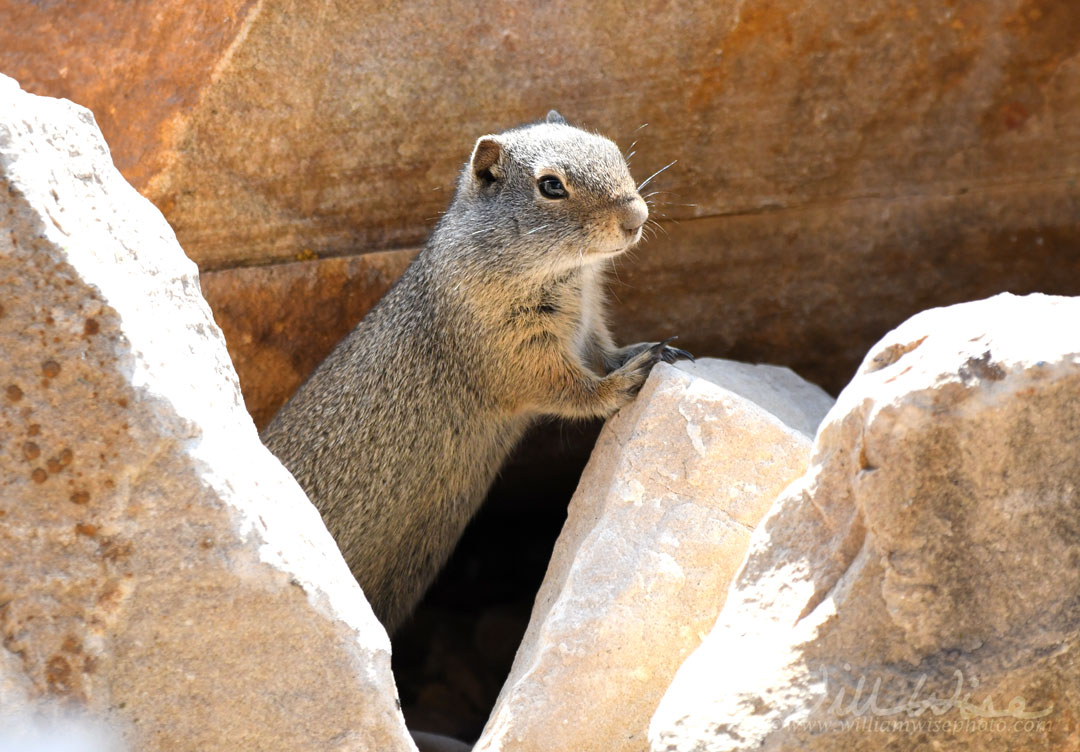 Uinta Ground Squirrel, Urocitellus armatus, Park City, Utah Picture