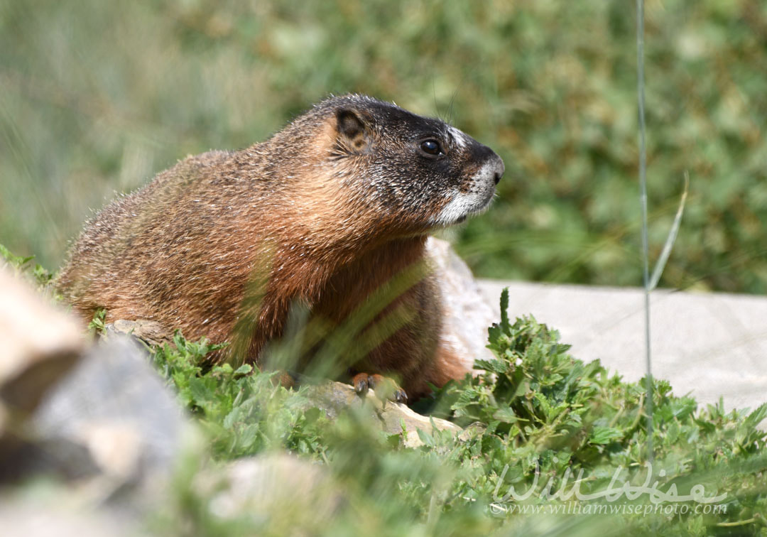 Yellow Bellied Marmot, Park City, Utah USA Picture