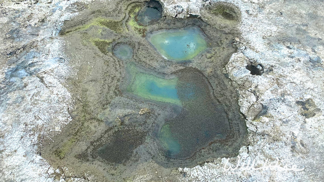 Brine flies, bacteria and algae in a pool at the Great Salt Lake, Utah Picture