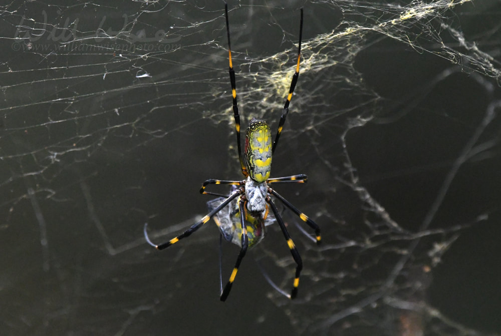 Joro Spider in large web, Georgia USA Picture