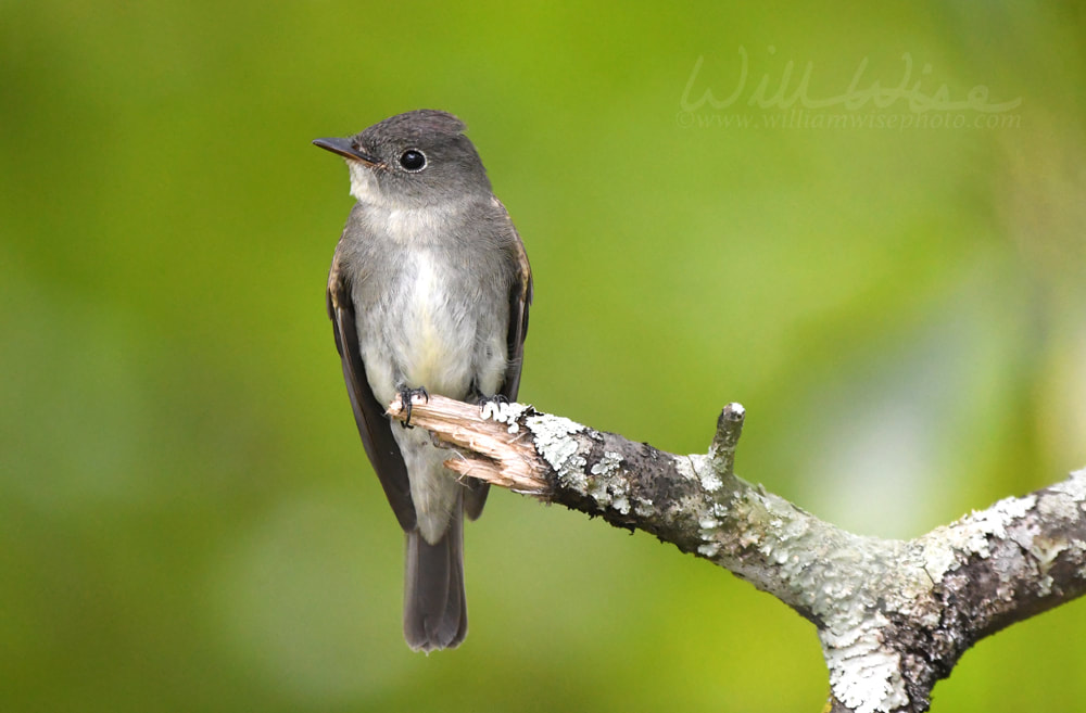 Eastern Wood Pewee Picture
