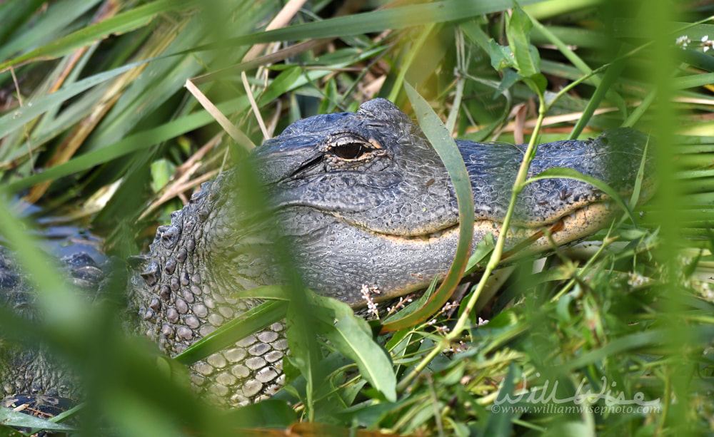 American Alligator hiding in marsh cattails, Phinizy Swamp Nature Park, Augusta, Georgia USA Picture
