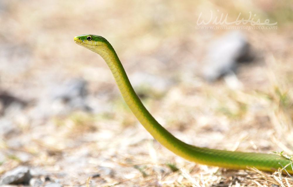 Rough Green Snake Picture