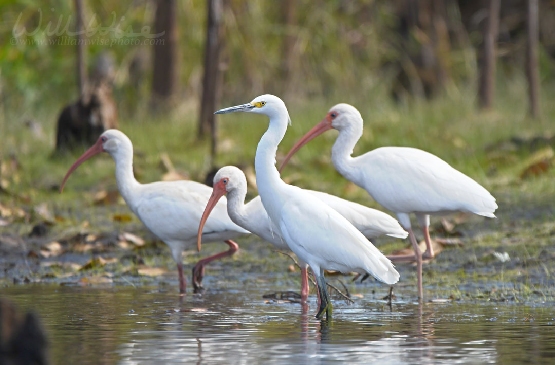 Snowy Egret and White Ibis foraging in the Okefenokee Swamp National Wildlife Refuge, Georgia, USA Picture