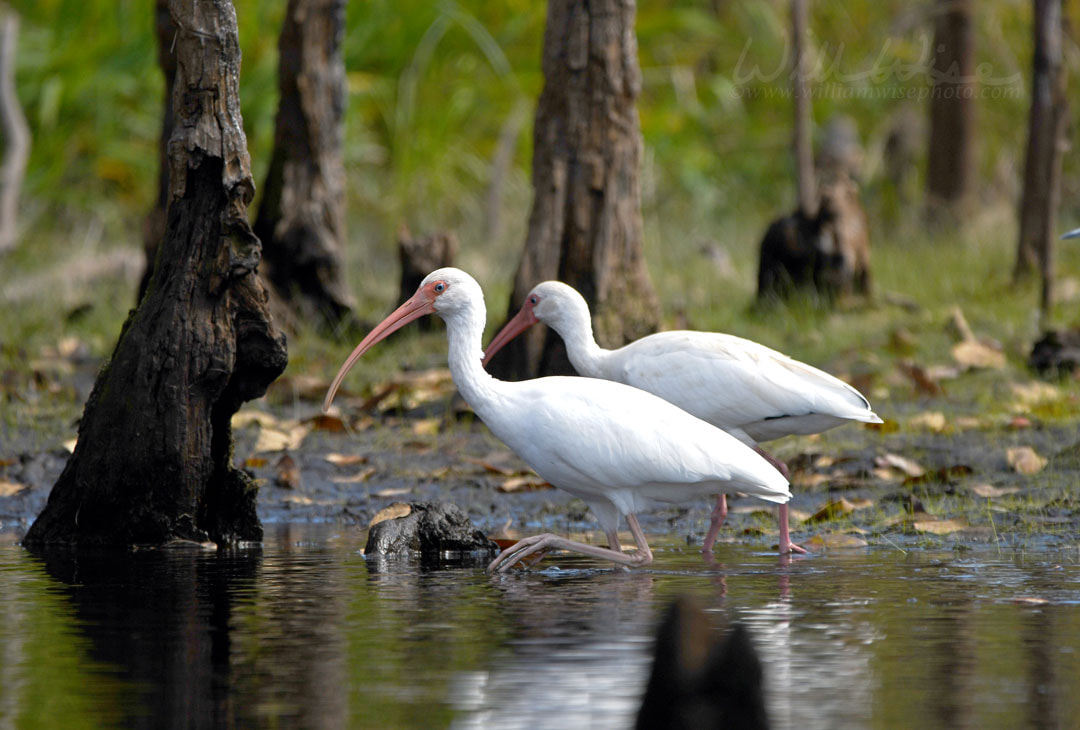 American White Ibis foraging along The Sill in the Okefenokee Swamp National Wildlife Refuge, Georgia, USA Picture