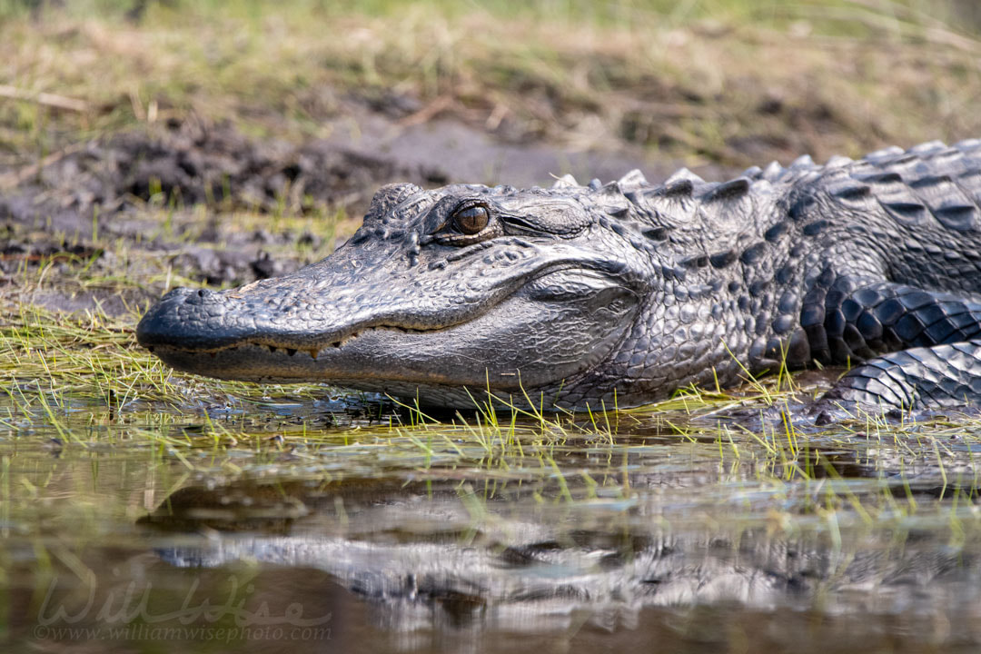 American Alligator basking on the bank of The Sill in the Okefenokee Swamp National Wildlife Refuge, Georgia, USA Picture