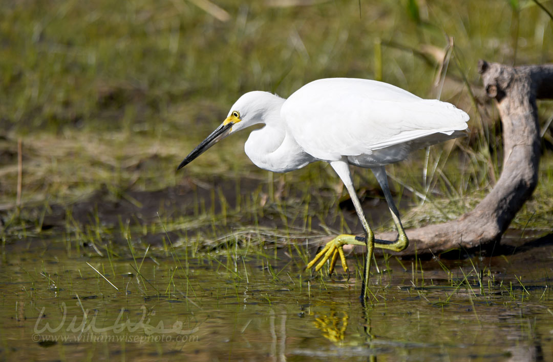 Snowy Egret fishing along The Sill in the Okefenokee Swamp National Wildlife Refuge, Georgia, USA Picture