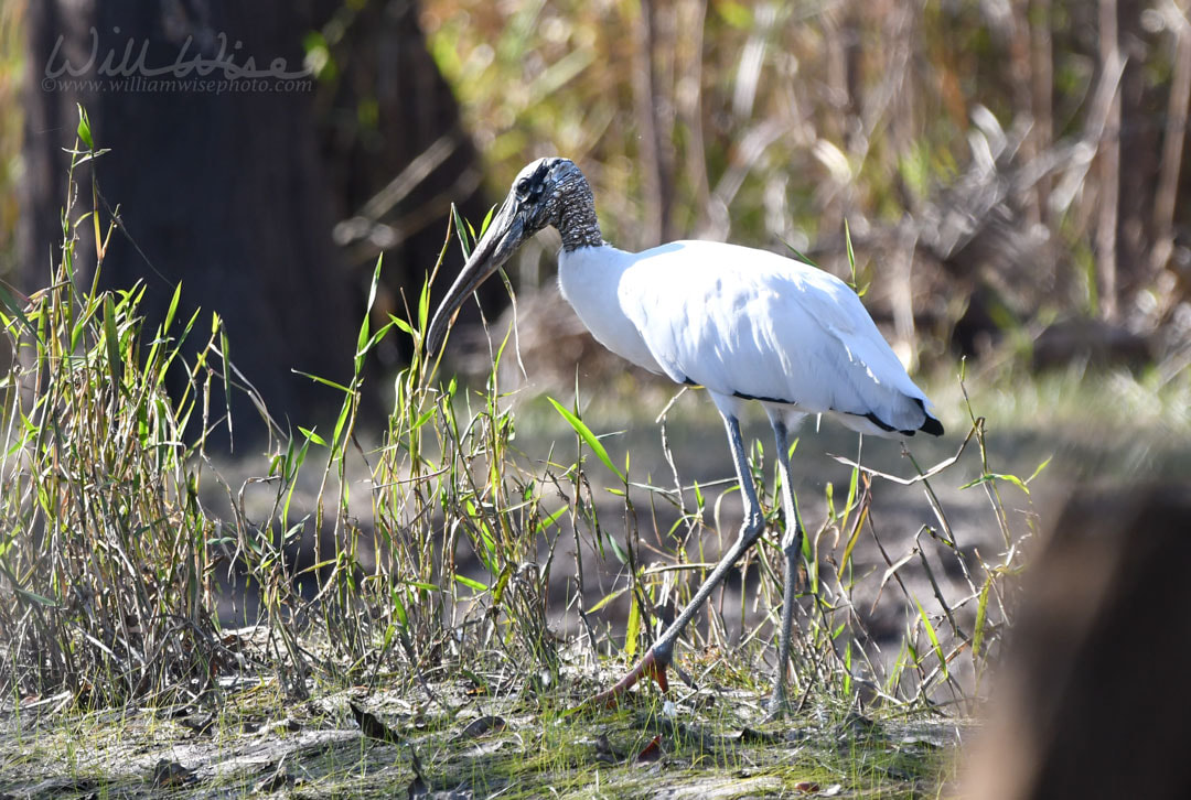 Large Wood Stork along The Sill in the Okefenokee Swamp National Wildlife Refuge, Georgia, USA Picture