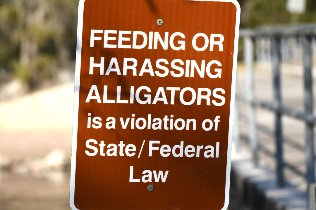 Warning Sign Feeding or Harassing Alligators is a violation of law Picture