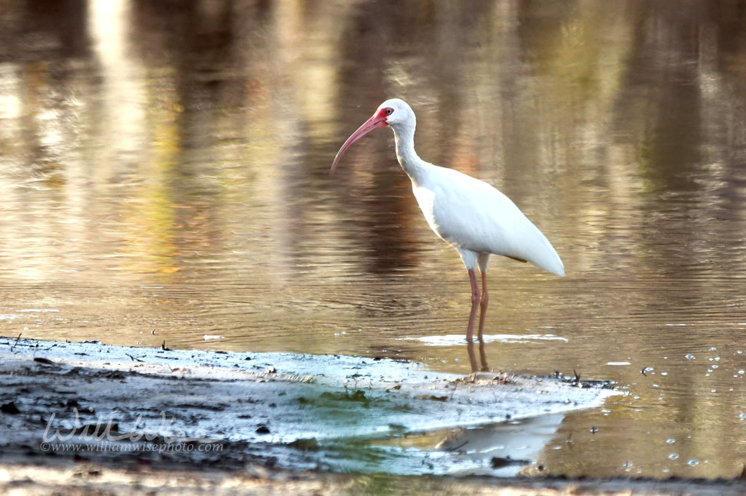 White Ibis along the Suwannee Riverl in the Okefenokee Swamp National Wildlife Refuge, Georgia, USA Picture