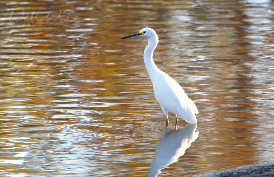 Snowy Egret wading in the Okefenokee Swamp in the fall at sunset Picture