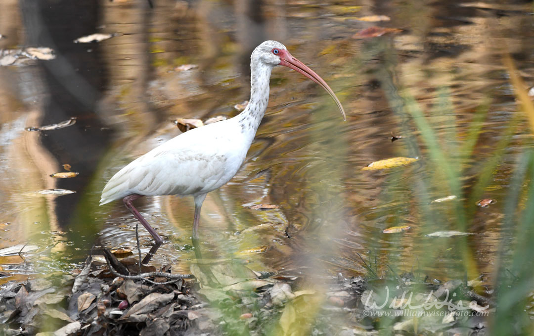 White Ibis bird wading in the swamp in the fall Picture