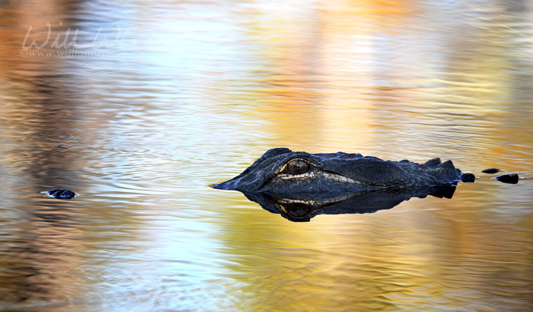 American Alligator swimming in swamp with fall sunset colors, Okefenokee Swamp National Wildlife Refuge, Georgia USA Picture