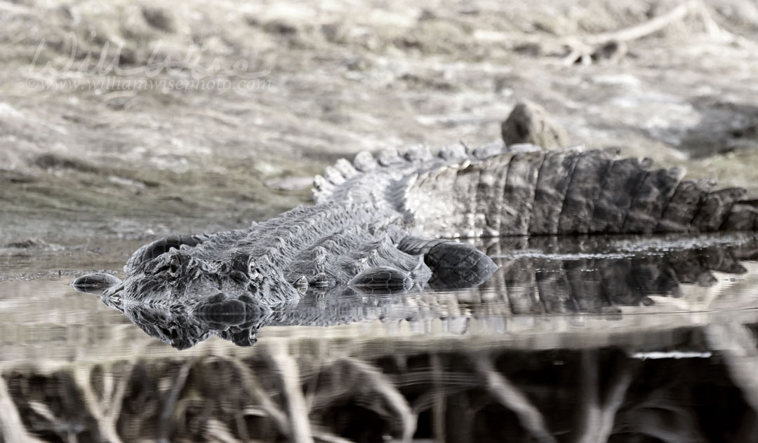 Monochrome large American Alligator laying on bank of Suwannee River in Okefenokee Swamp Picture