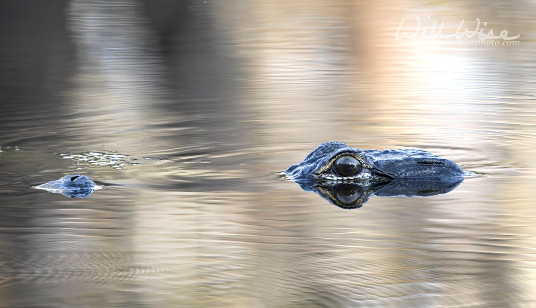 American Alligator submerged in the blackwater Okefenokee Swamp Picture