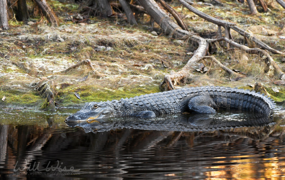 American Alligator laying on bank of Suwannee River in Okefenokee Swamp Picture