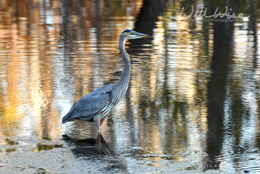 Great Blue Heron wading in the Okefenokee Swamp in the fall at sunset Picture