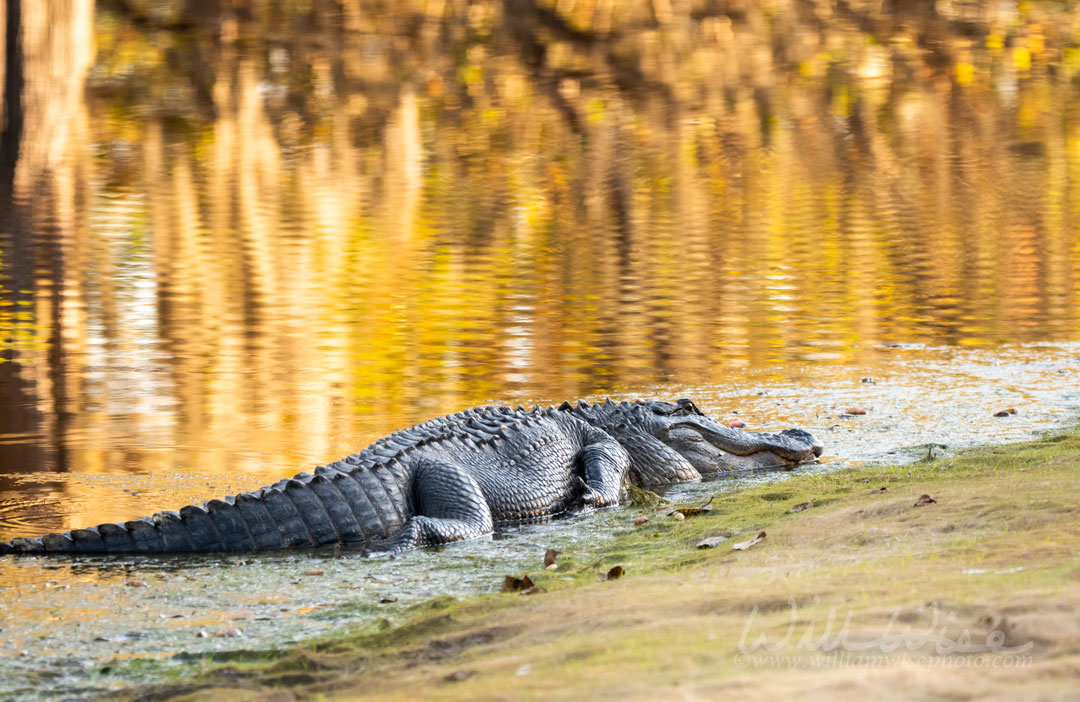 American Alligator laying on bank of Suwannee River in Okefenokee Swamp at sunset in the Fall Picture