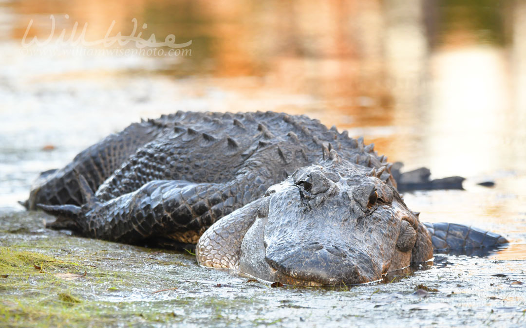 Huge American Alligator laying on bank of Suwannee River in Okefenokee Swamp at sunset in the Fall Picture