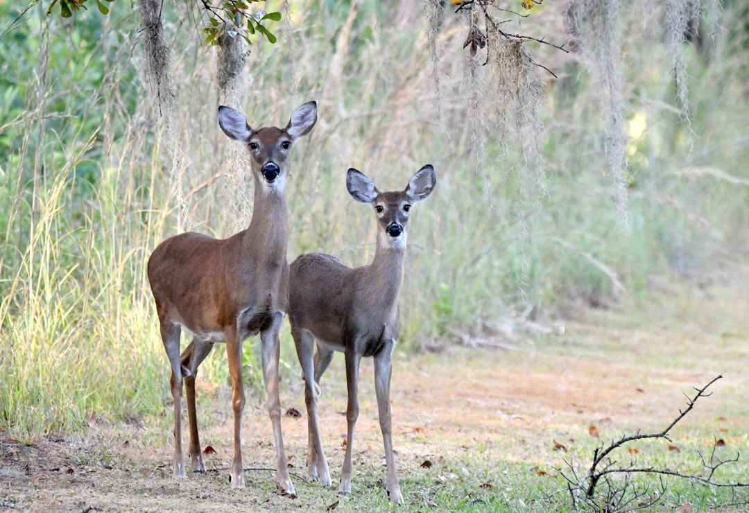 Two White-tailed Deer Picture