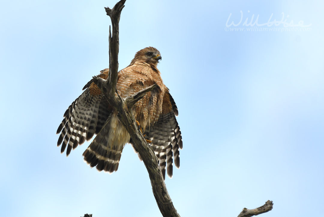 Red-shouldered Hawk raptor spreading wings to dry in the Okefenokee Swamp, Georgia Picture
