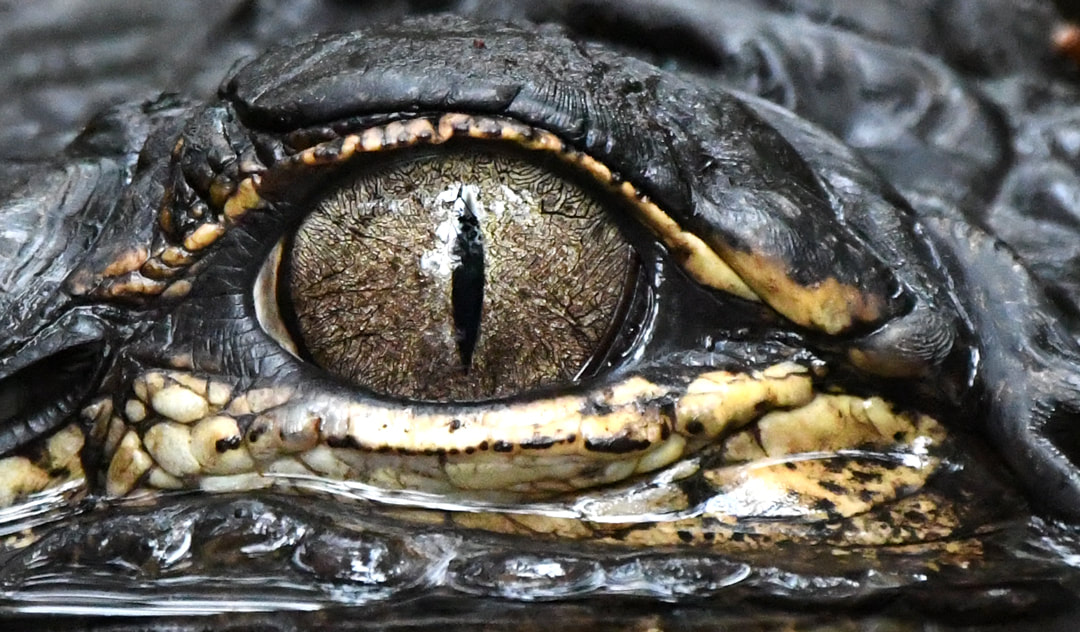 American Alligator eye close up in dark Okefenokee Swamp water, Georgia Picture