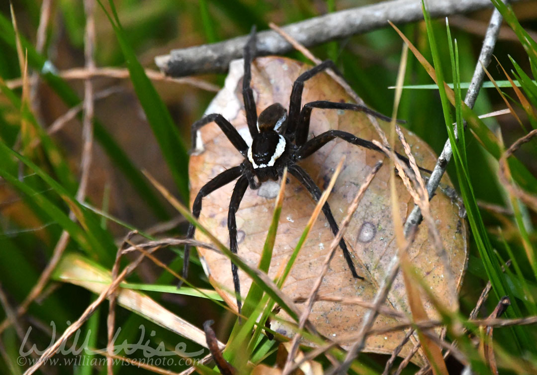Okefenokee Swamp Fishing Spider Picture