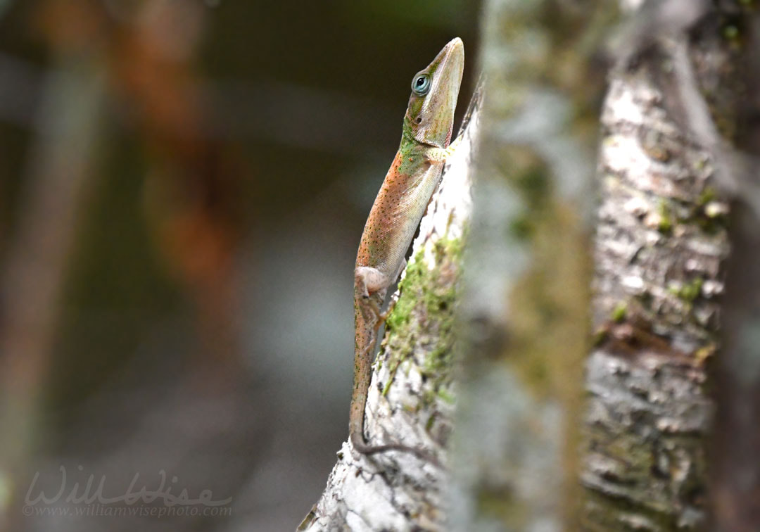 Okefenokee Swamp Green Anole Picture