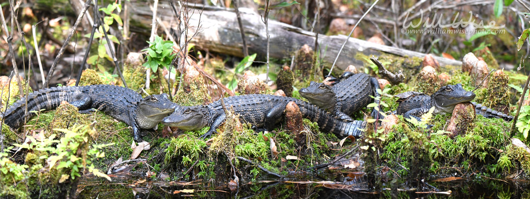 Pod of baby alligators in the Okefenokee Swamp National Wildlife Refuge, Georgia Picture