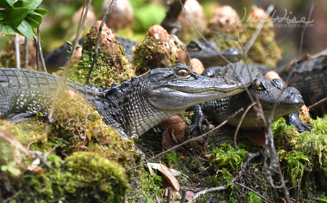 Baby alligators in the Okefenokee Swamp National Wildlife Refuge, Georgia Picture