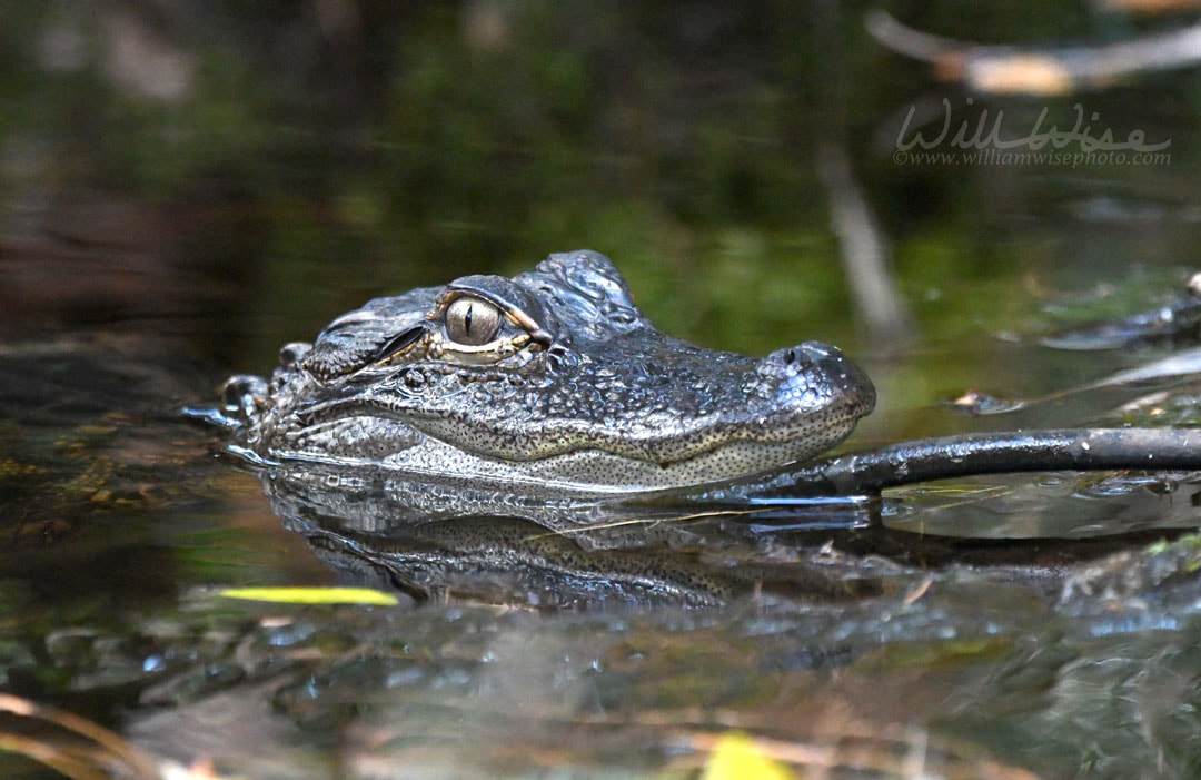 Baby alligators in the Okefenokee Swamp National Wildlife Refuge, Georgia Picture