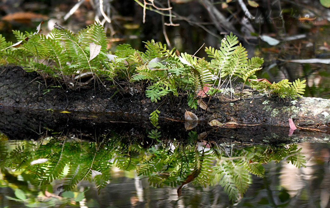 Resurrection Fern on a log in the Okefenokee Swamp National Wildlife Refuge, Georgia Picture