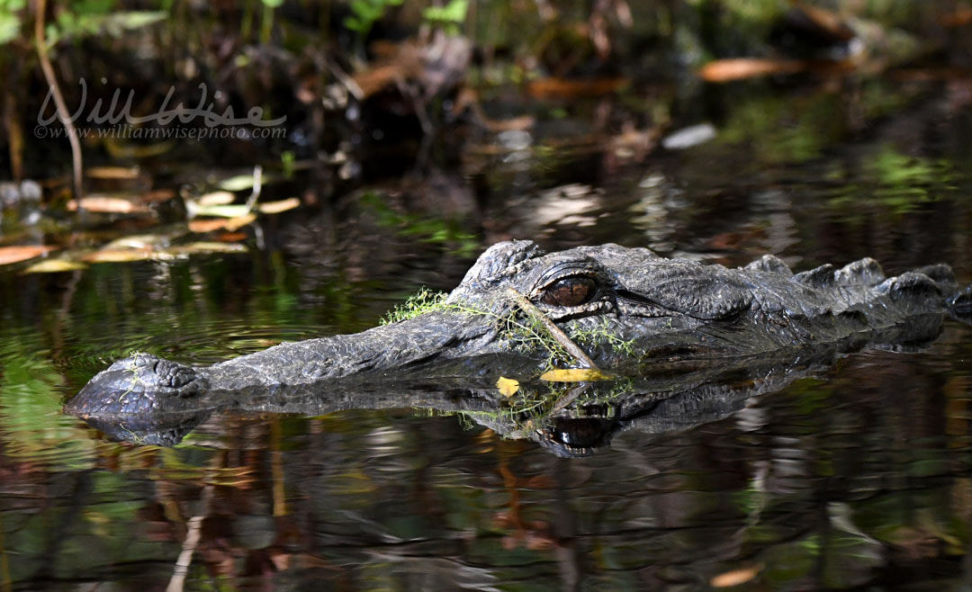 American Alligator swimming in dark swamp, Okefenokee National Wildlife Refuge, Georgia USA Picture