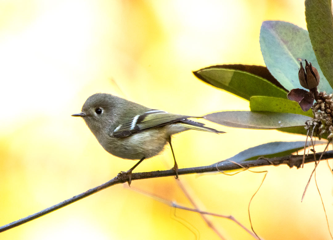Ruby-crowned Kinglet Picture