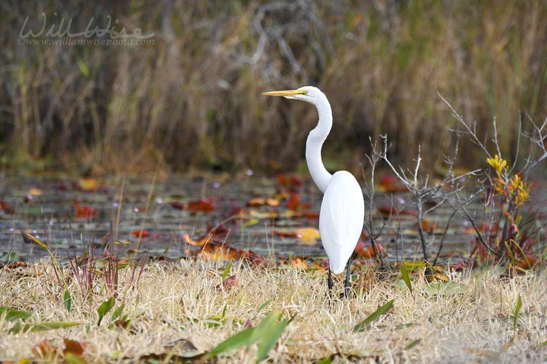 Okefenokee Swamp Great Egret Picture