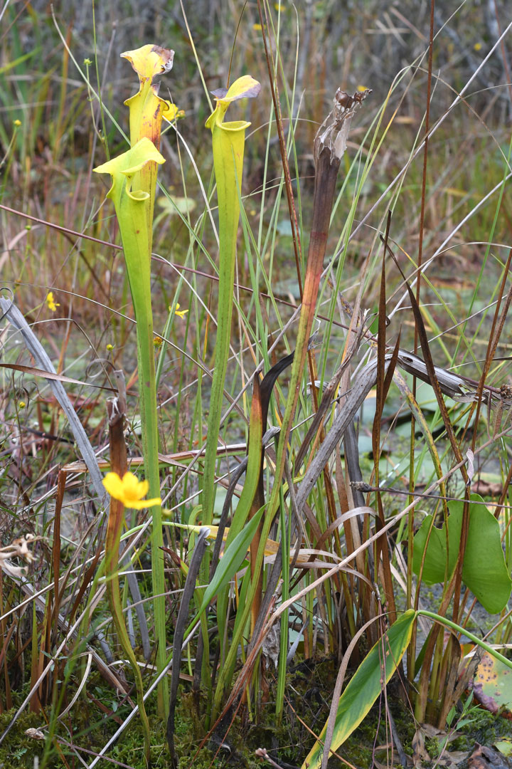 Okefenokee Swamp Yellow Pitcher Plant Picture
