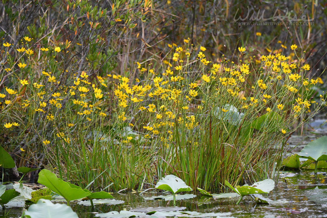 Okefenokee Swamp Tickseed flowers Picture