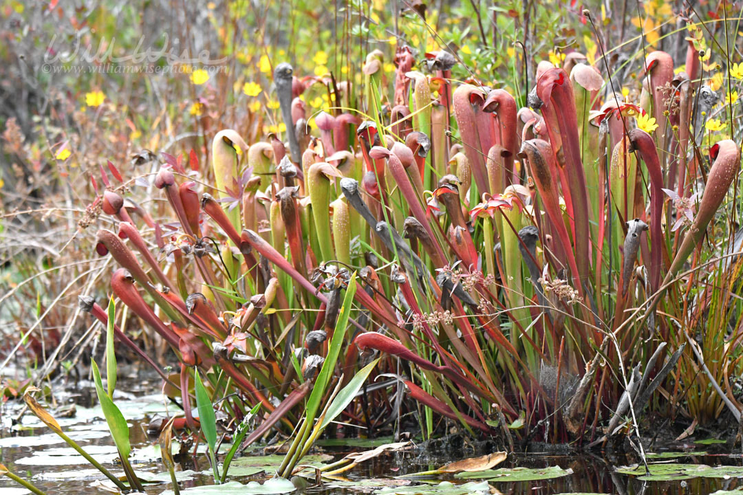 Okefenokee Swamp Hooded Pitcher Plant Picture