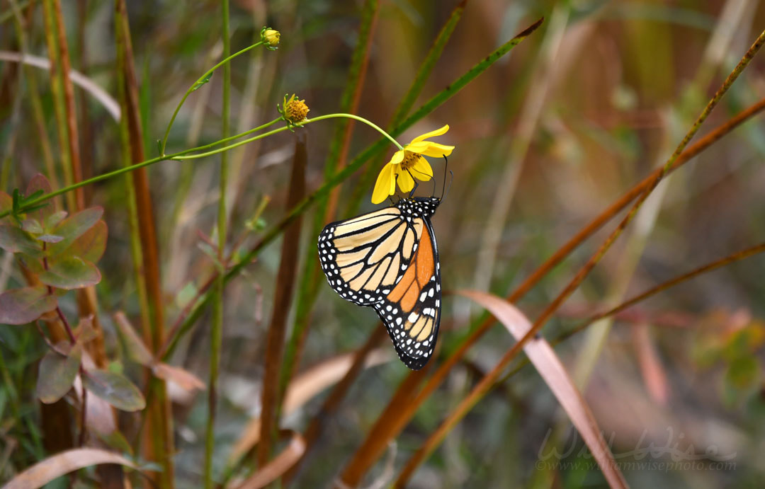 Okefenokee Swamp Monarch Butterfly Picture