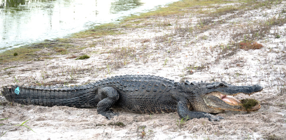 Large American Alligator with ID tag on tail, Okefenokee National Wildlife Refuge Picture