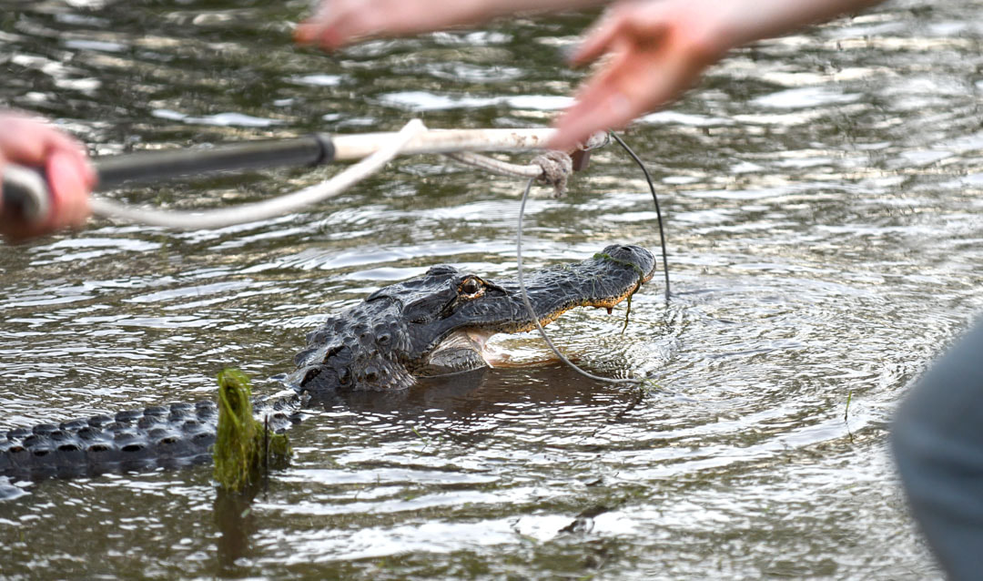 Alligator Capture Picture