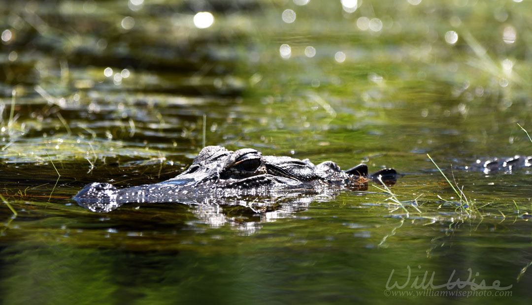 American Alligator Okefenokee Picture