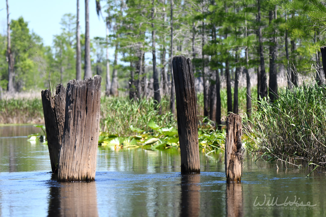 Logging Railroad Pylons Okefenokee Swamp Picture